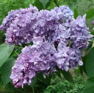 Куст 29