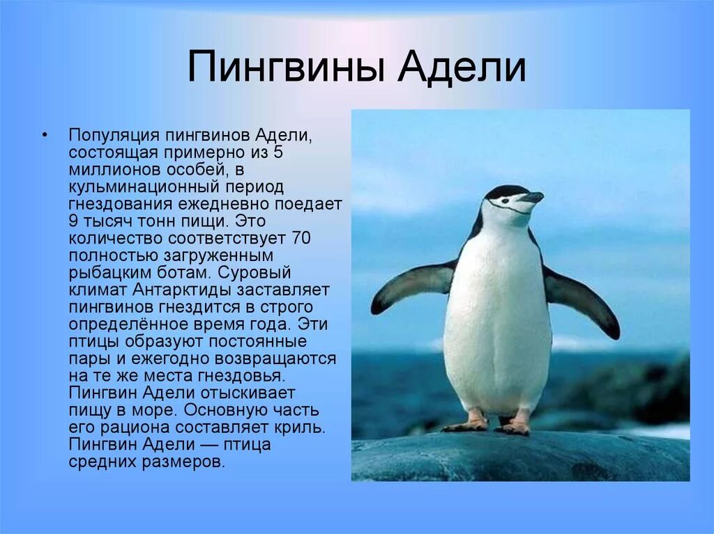 Информация о пингвинах. Описание пингвина. Интересные факты о пингвинах. Сообщение о пингвинах. Рассказы про пингвинов для детей