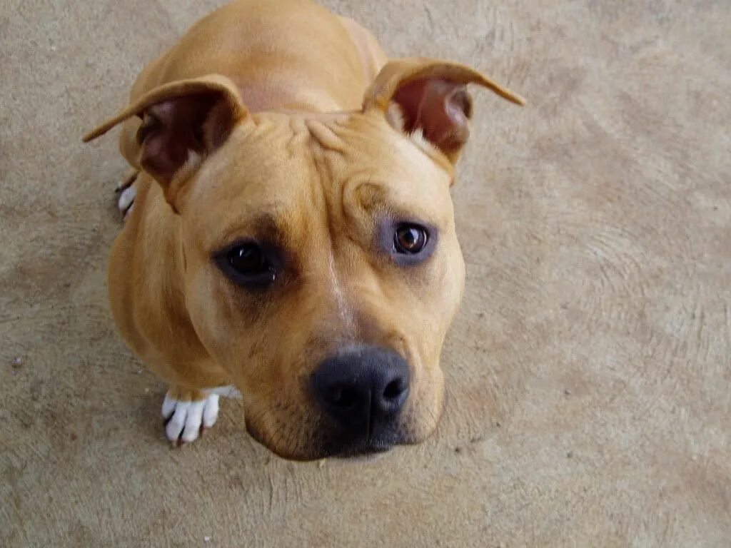 Американский стаффордширский терьер серый. Голубоглазый стаффордширский терьер. Американский стаффордширский терьер глаза. Американский стаффордширский терьер белый. Стаффордширский терьер лиловый.