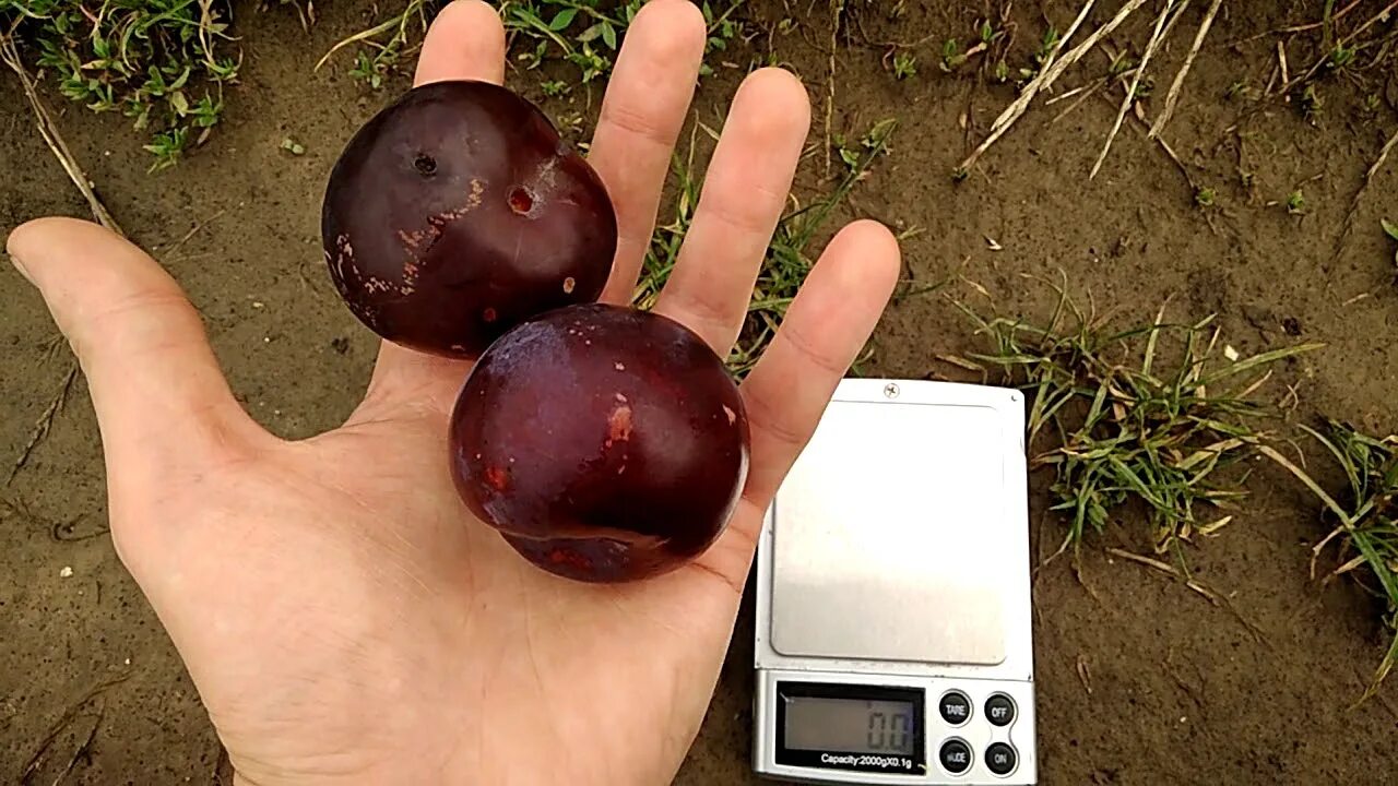 Слива бербанк гигант описание сорта фото отзывы. Слива бербанк гигант описание сорта фото отзывы