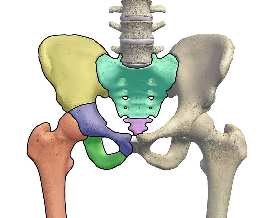 Скелет человека подвздошная кость. Крестец и подвздошная кость. Крестец анатомия скелет. Седалищная кость скелет.