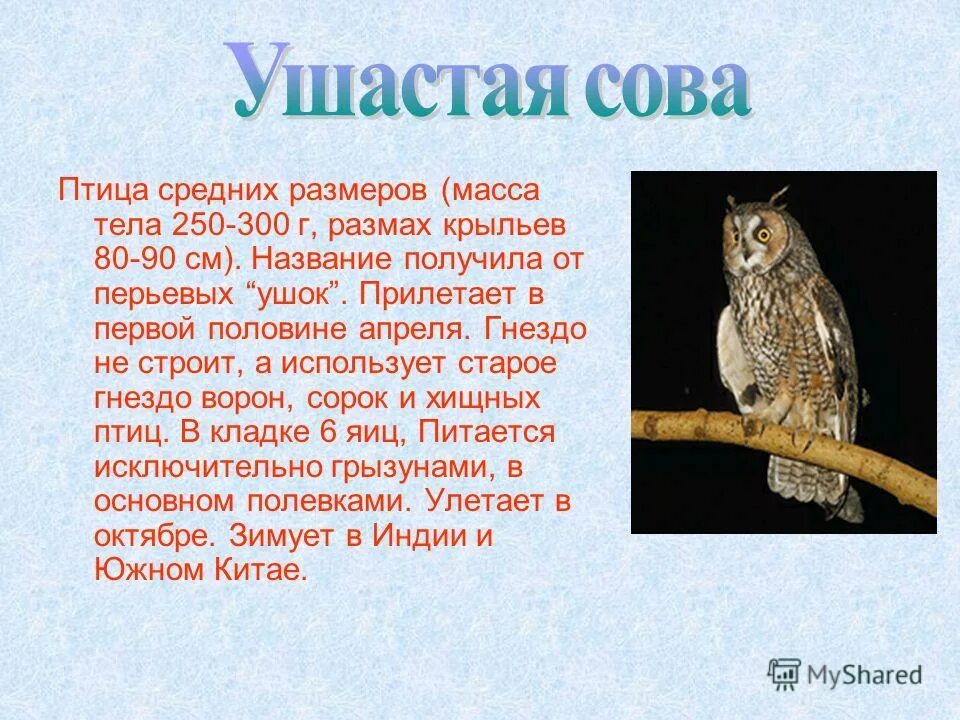 Сова какой жанр. Сова для презентации. описание совы. информация о сове. ушастая сова описание.
