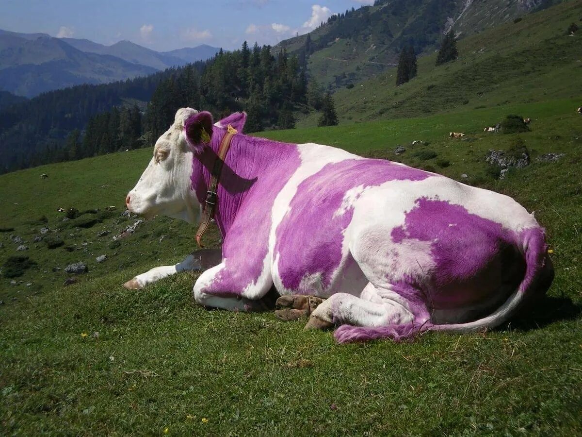 Альпийская корова Милка. Альпы корова Милка. Коровы в Швейцарии Милка. Маунт Катадин корова. Сколько стоят коровки