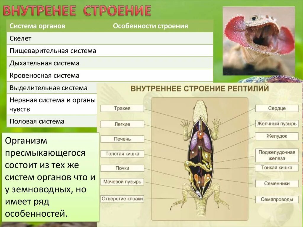 Выделение у пресмыкающихся. Строение выделительной системы рептилий. Система органов особенности строения. Системы органов пищеварительная система дыхательная система. Системы органов нервная пищеварительная.