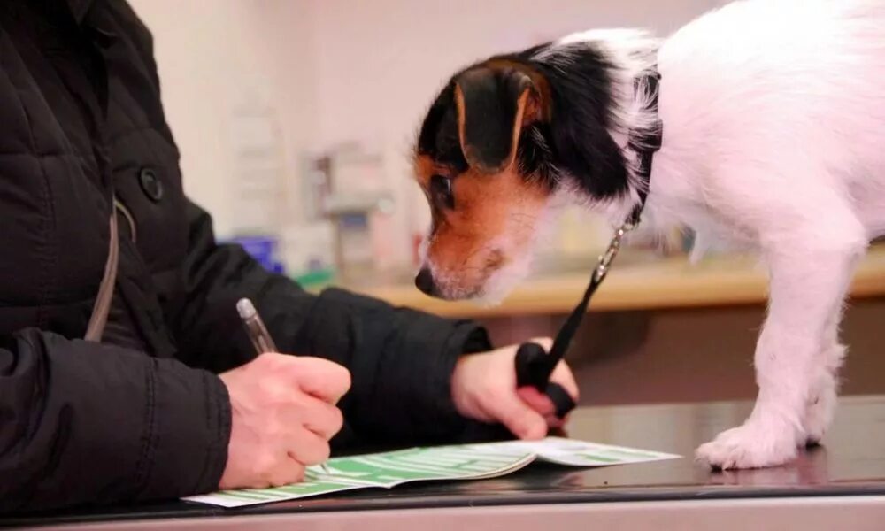 нужно ли регистрировать собаку. нужно ли регистрировать собаку. нужно ли регистрировать собаку. правила приюта для животных. собачий паспорт.