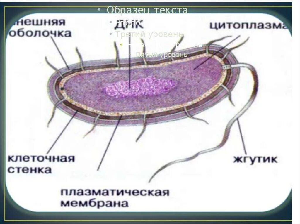 Строение бактерий виды. Структура бактериальной клетки. схема строения клетки бактерии. строение бактерии. строение микроскопа и бактерий.