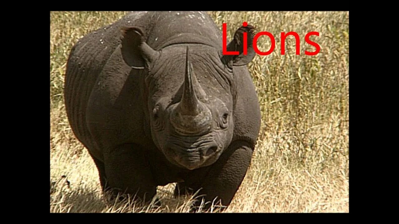 Днем хуже вижу. Носорог. У носорога плохое зрение но это не его проблемы. У носорога плохое зрение но при его. Шутка про носорога.