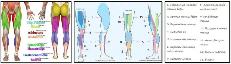 Нога человека строение бедро голень. Мышцы бедра ,голени нижней конечности. Строение мышц задней поверхности бедра и ягодиц. Место ниже бедра