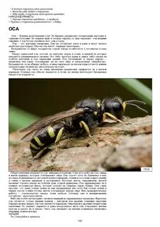 Оса примета