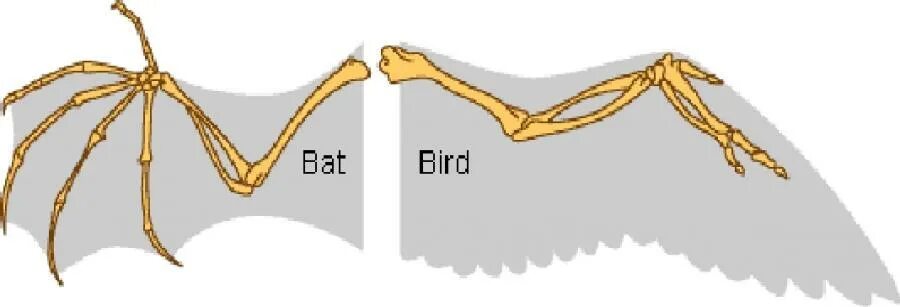 Скелет крыла. Скелет крыла птицы. Скелет с крыльями. Крыло птицы кости.