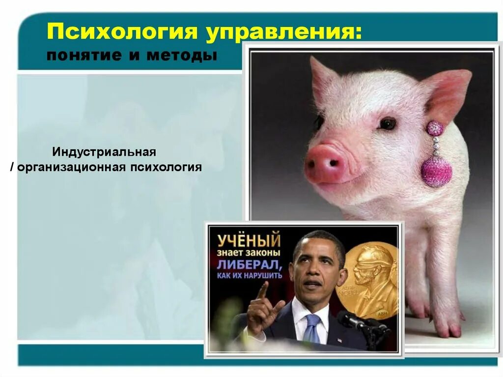 Психология управление и влияние. Управление животными. управление животным. животные чем управляют.