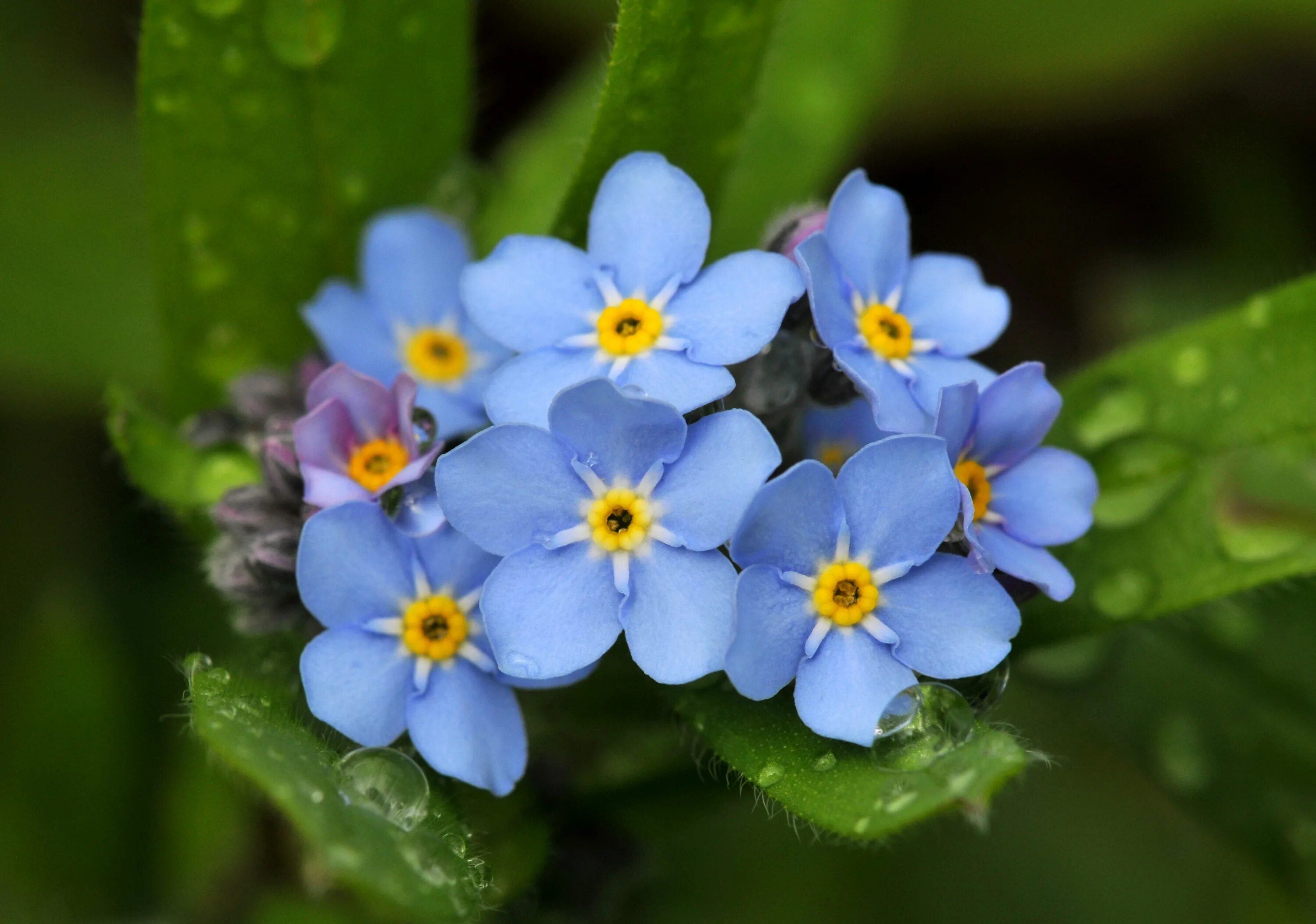 Незабудку давай. Незабудка Чекановского растение. Myosotis czekanowskii. Цветок Myosotis. Незабудка Альпийская.