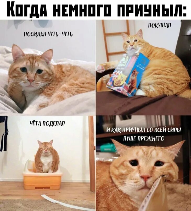 Приуныл. Котик приуныл. Приуныл со всей силы кот. Кот приуныл Мем. Приуныл прикол.