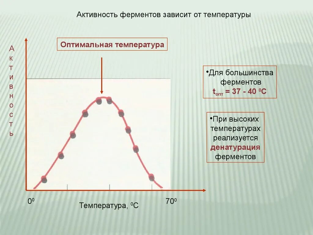 Активность ферментов зависит. Активность ферментов зависит от температуры. График зависимости фермента от температуры.