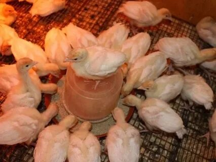 Двухнедельные индюшата