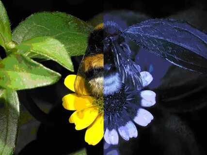 Bees light