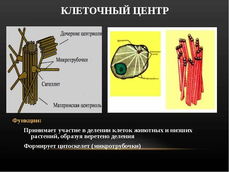 Деление центриолей
