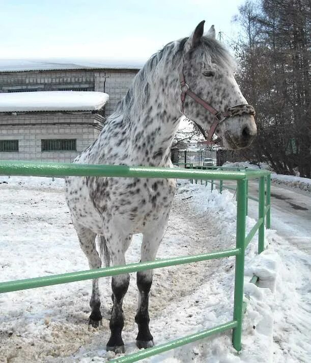 Фотографии орловского рысака