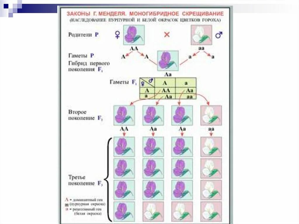 Схемы скрещивания законы Менделя. Схема скрещивания 1 закон Менделя. Решетка Пеннета по 3 закону Менделя. 2 Закон Менделя. Мендель второе поколение гибридов