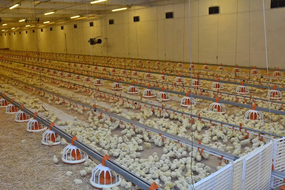 Бройлерная птицефабрика. Птахофабрика. Птицеферма 2023. Птицеферма re4. Птицеферма 2023.