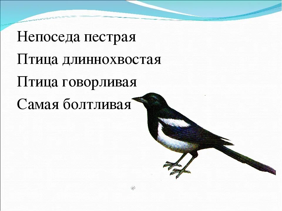 Непоседа пестрая птица длиннохвостая птица говорливая самая. Птица длиннохвостая птица говорливая самая болтливая. Птица говорливая самая болтливая. Птица говорливая самая болтливая ответ.