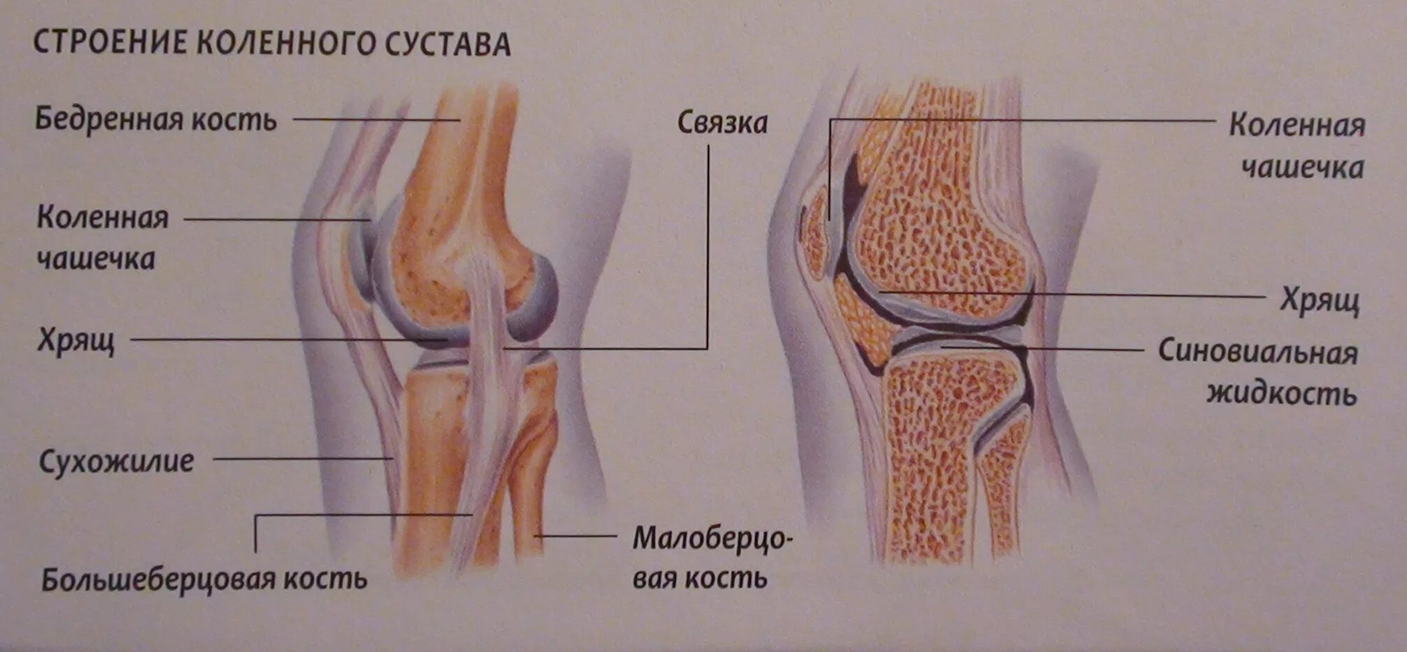 Связка называться. Анатомическое строение коленного сустава. Строение костей коленного сустава. Колено анатомия сустава. Строение коленного сустава 8 класс.