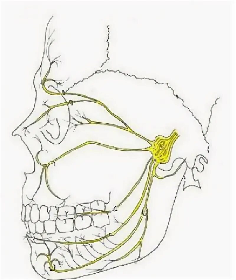 Ветви тройничного нерва анатомия. 3 Ветвь тройничного нерва. Ветви тройничного нерва схема. Тройничный нерв схема. Лицевой нерв челюсти