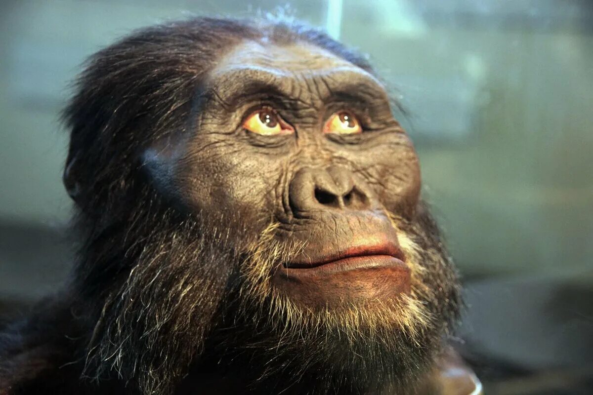 Австралопитек афарскский. Australopithecus Afarensis (австралопитек афарский). Австралопитек Эфиопский. Обезьяна Люси австралопитек.