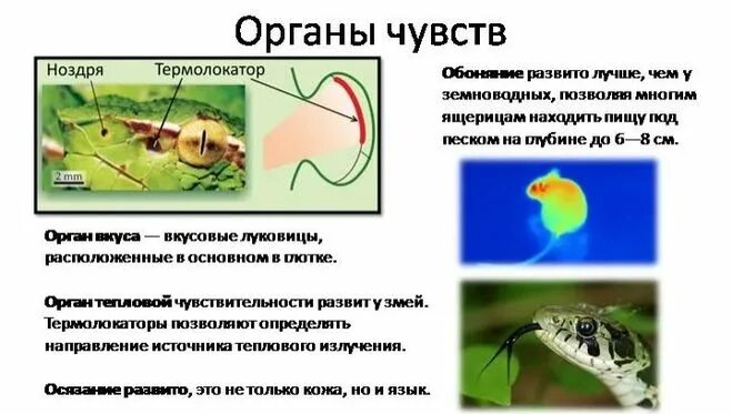 Орган слуха у лягушки