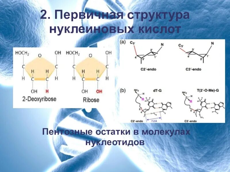 Строение и функции нуклеиновых. Первичная и вторичная структура нуклеиновых кислот. Первичная структура нуклеиновых кислот. Строение нуклеиновых кислот. Строение нуклеиновых кислот первичная структура.