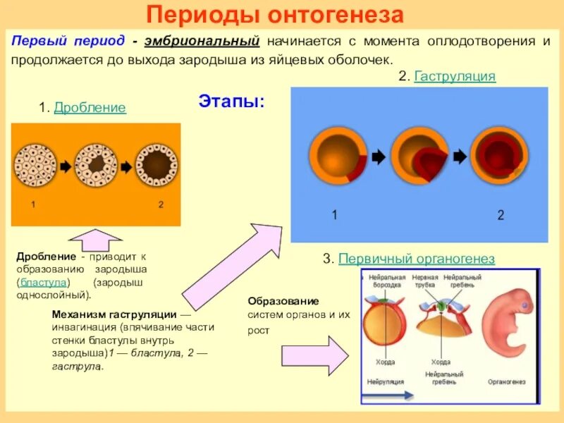 Последовательность образования зиготы