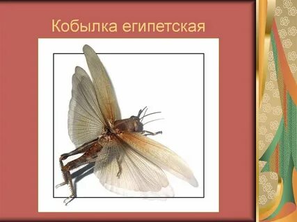 Зачем кобылка