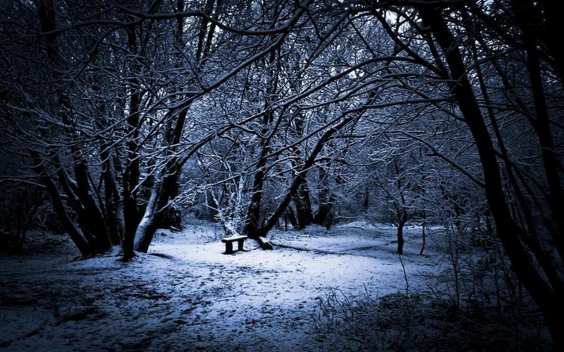 Темный зимний лес. Зимний ночной пейзаж. Ночной зимний лес. Мрачная зима. Темнота раннего зимнего