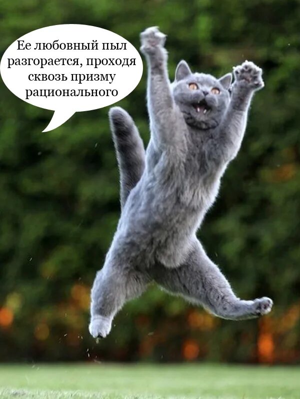Ура картинки прикольные. Ура котик. Кот радуется пятнице. Ура. Радость коты.