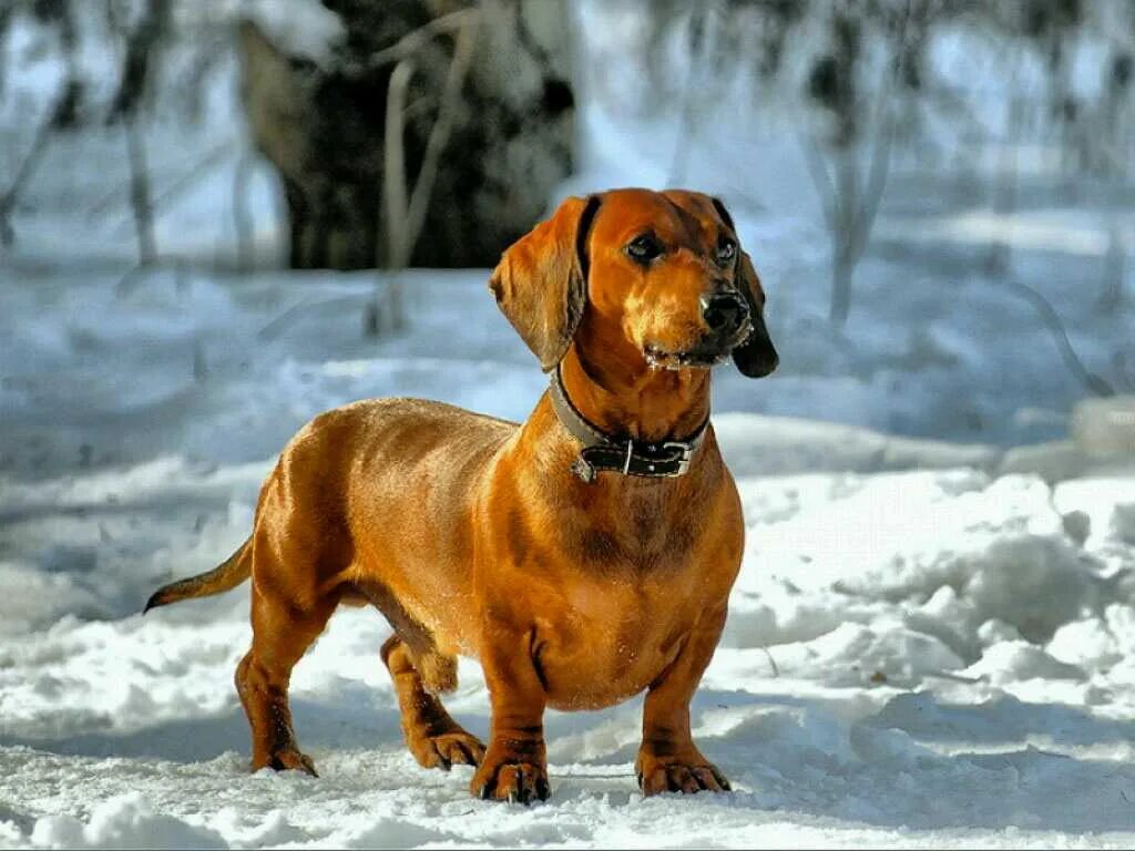 Такса собака зимой. Такса в снегу. Собака в снегу. Снежная такса 2024. Боевая такса.