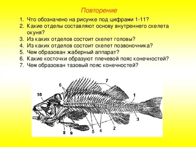 Скелет Надкласс рыбы биология 8 класс. Основные отделы скелета рыбы. Позвоночник рыб состоит из отделов. Скелет рыбы состоит из.