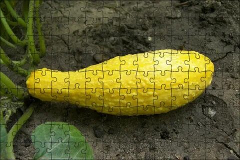 Squash vegetable