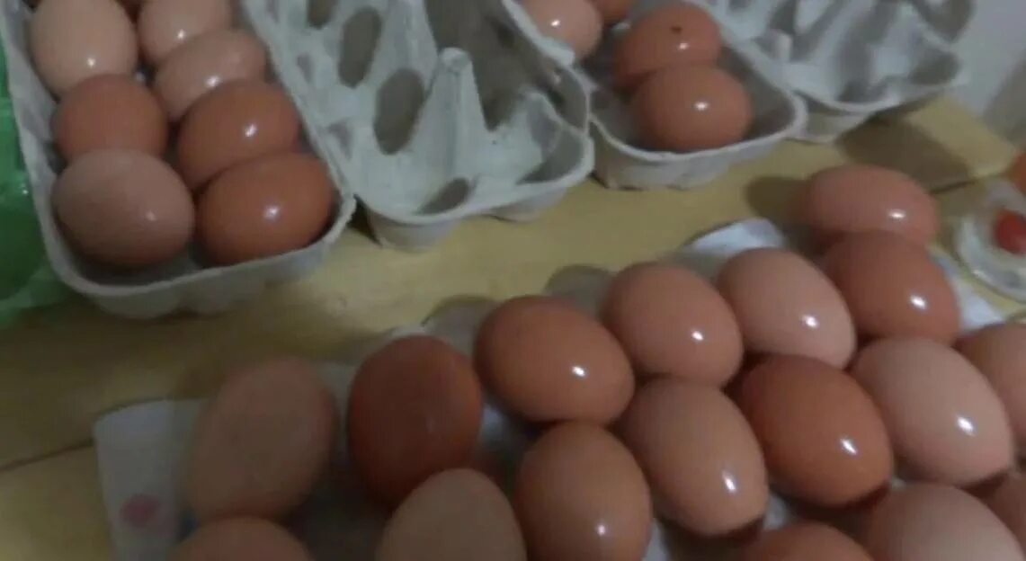 Моют ли яйца перед инкубацией. Обеззараживание инкубационного яйца. Дезинфекция яиц. Препараты для дезинфекции куриных яиц перед закладкой. Средство для дезинфекции инкубатора и яиц.