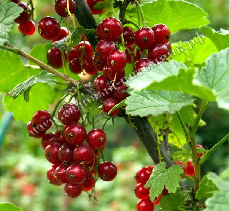 Смородина джонкер ван тетс. Красная смородина сорт джонкер ван тетс. Смородина красная красный крест. Смородина красная сахарная. Смородина красная сахарная описание сорта.