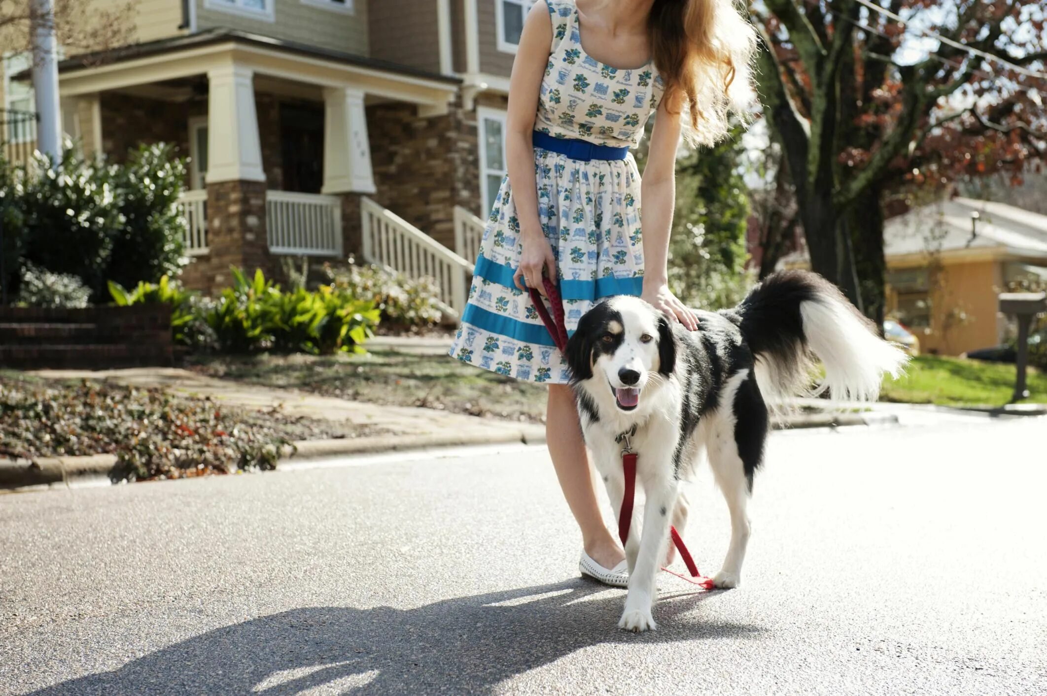 Девушка на поводке как собака. Строгая женщина с собакой. Dog on a Leash. Розовая собачка ходячая на поводке. Можно ходить с собаками в магазин