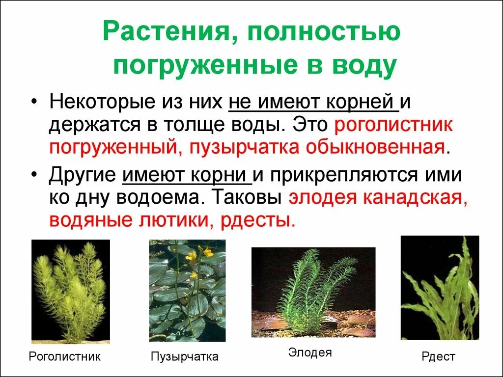 Какая особенность не характерна для водных растений. Опыление у водного растения валлиснерия. Опыление растений водой. Водоросли низшие растения. Гидрофиты гидатофиты гигрофиты.