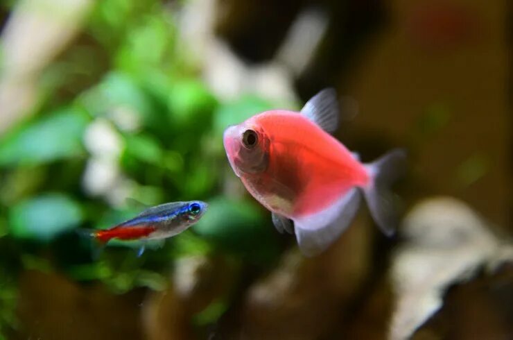 GloFish ® Long-Fin Tetras are beautiful, colorful fish that are sure to add a lo