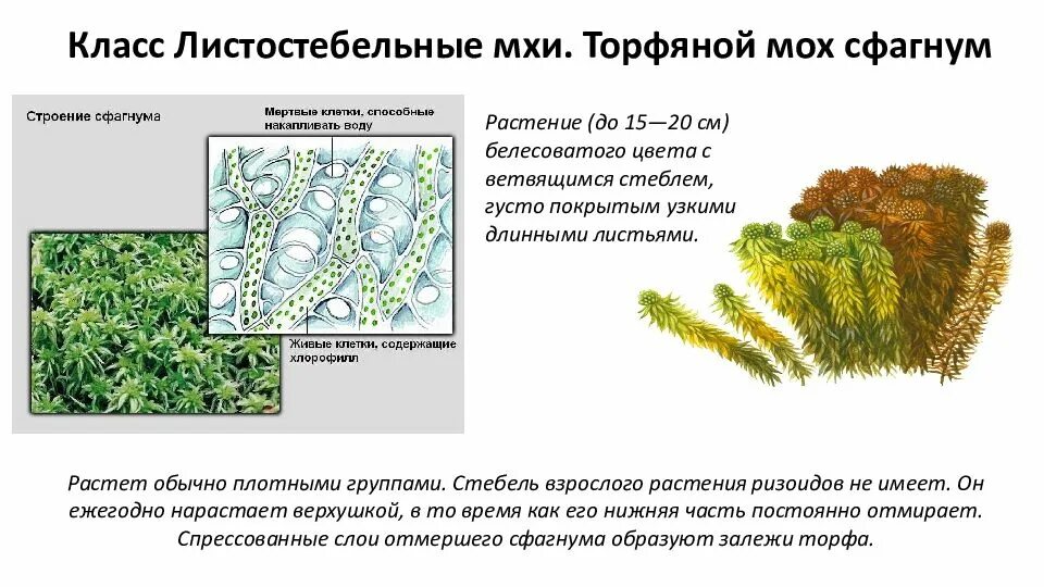 Мох сфагнум растение листостебельные. Листостебельные мхи сфагнум. Мох-сфагнум — растение слоевищнле?. Класс листостебельные мхи. Листостебельные мхи торф.