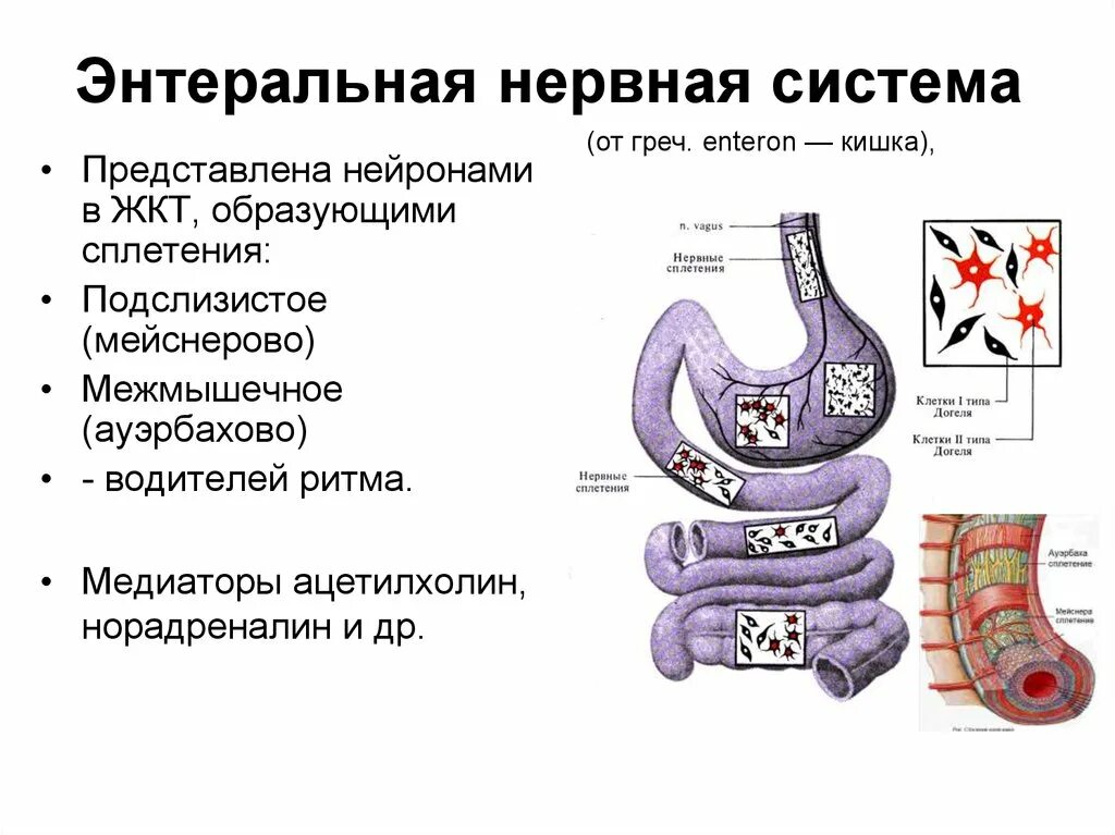 Кишечник и тип нервной системы. Энтеральная нервная система кишечника. кишечник и нервная система схема. энтеральная нервная система жкт. нервные сплетения кишечника.