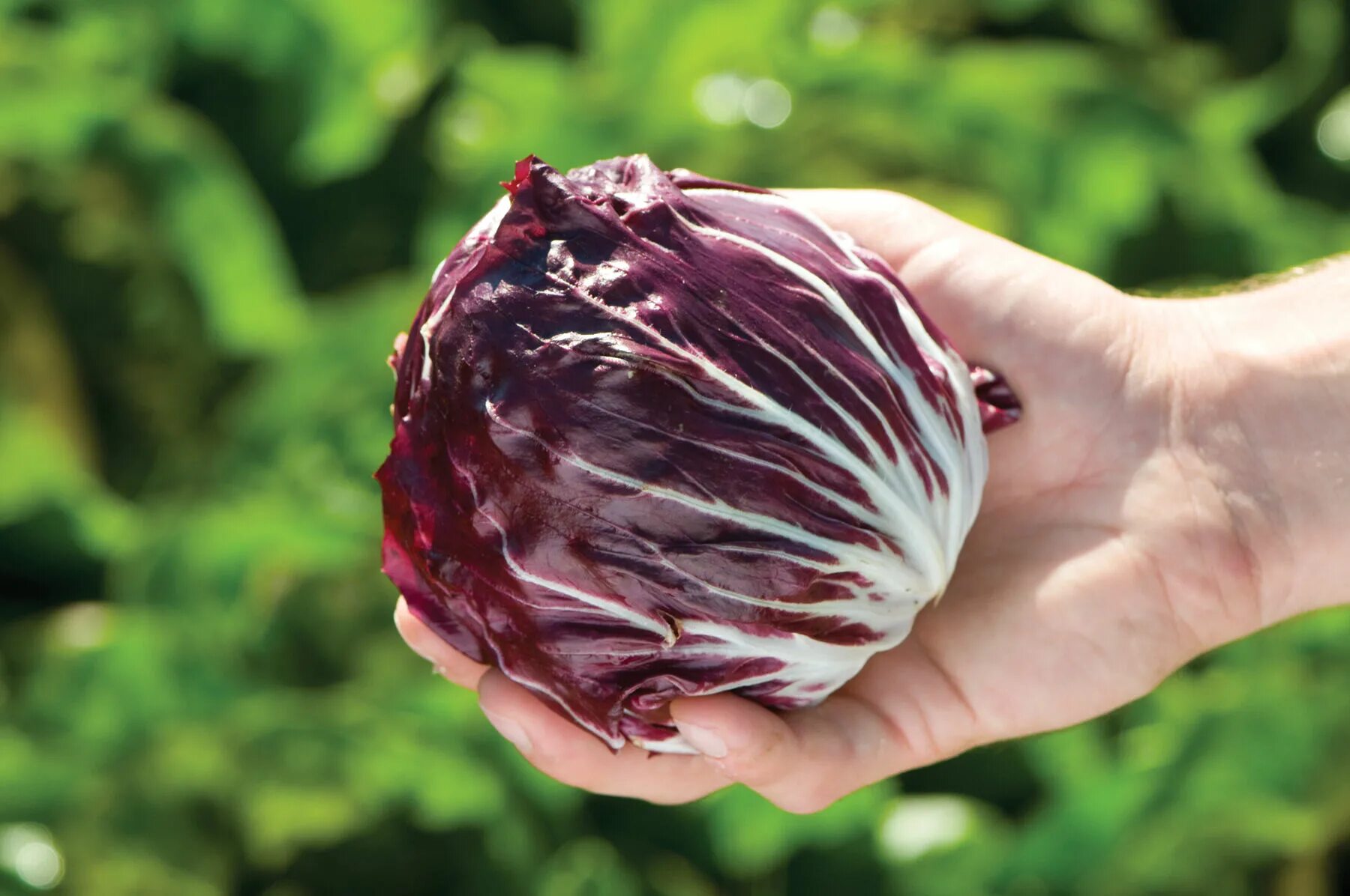 Радичио салат фото как выглядит. Perseo Radicchio Seed Vegetables.