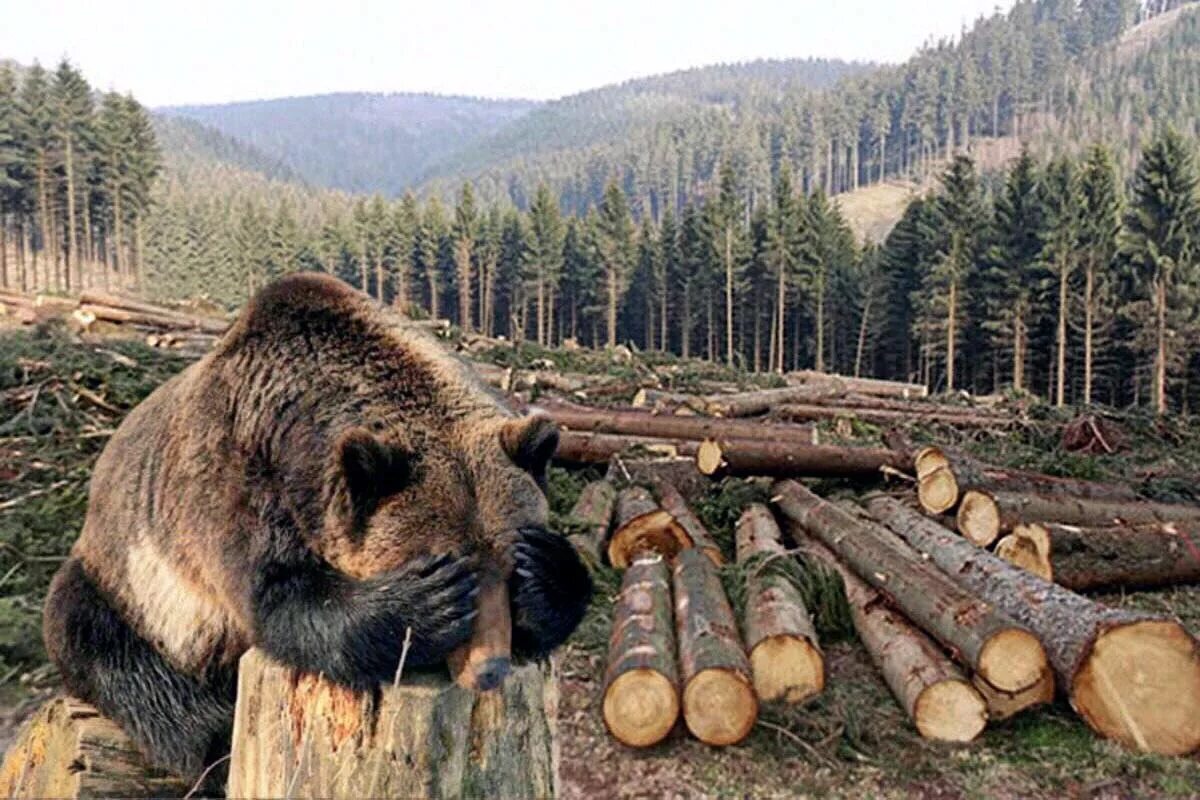 Использование тайги