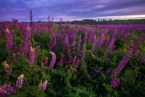 Люпины пермский край
