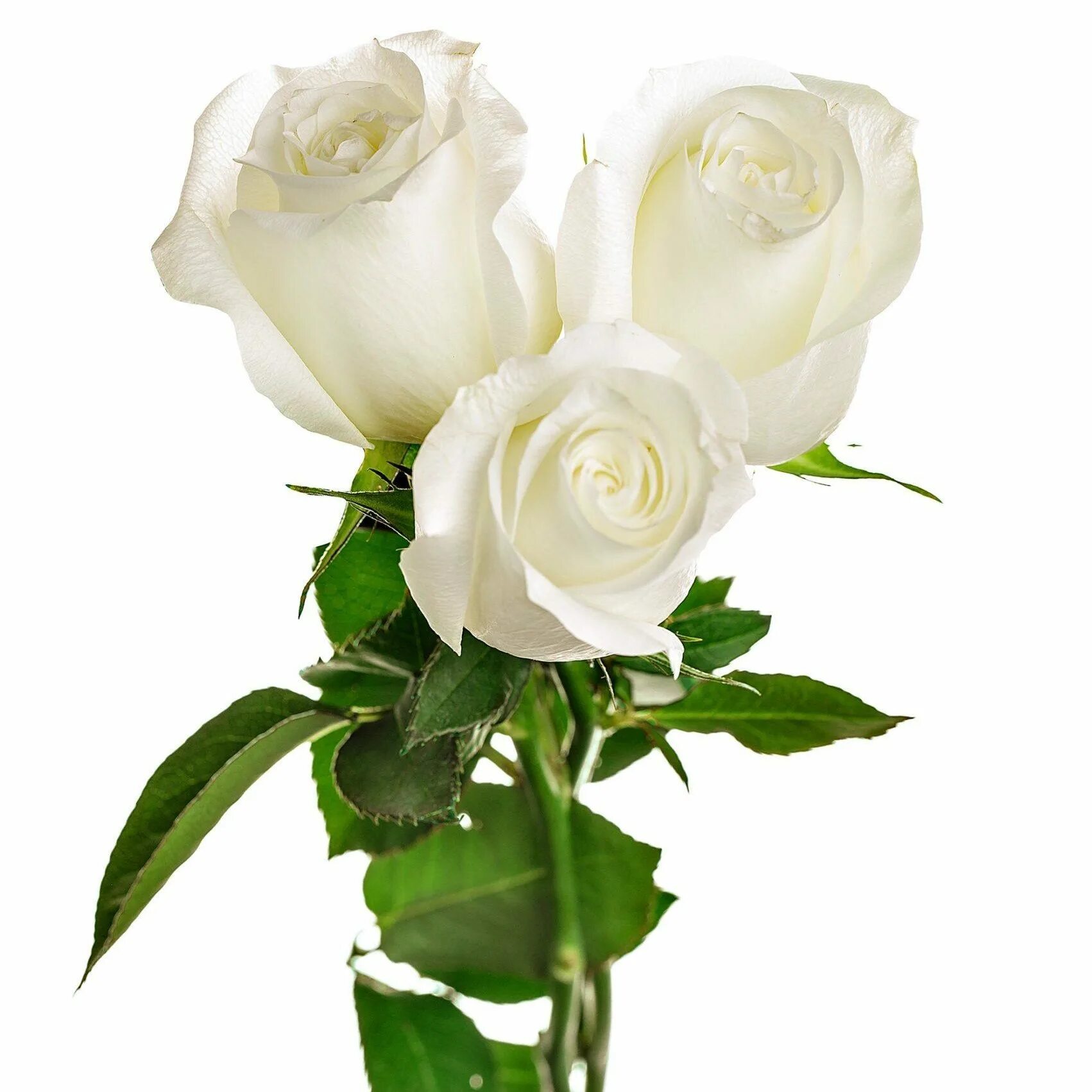 Розы по 3 рубля. Белые розы. @Belaia_Roza. Белый букет на прозрачном фоне. Белые росы.