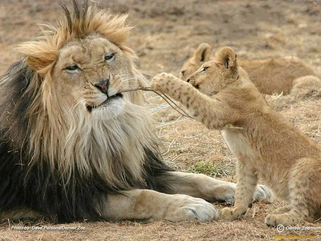 Можно считать что львы. Мой Лев. Доброе утро мой Лев. Люблю тебя мой Лев. Lion Family.