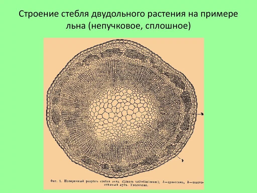 Срез кратко. Строение стебля травянистого растения на поперечном срезе. Поперечный срез стебля травянистого двудольного растения. Поперечный срез стебля двудольного. Строение стебля травянистого двудольного растения.